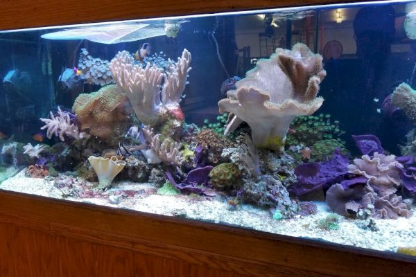 The image shows a large aquarium filled with various coral species and other marine life. It has vibrant colors and is framed with wooden panels.