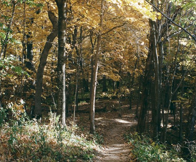 A scenic forest path surrounded by trees with autumn foliage, casting a mix of sunlight and shadow on the trail.